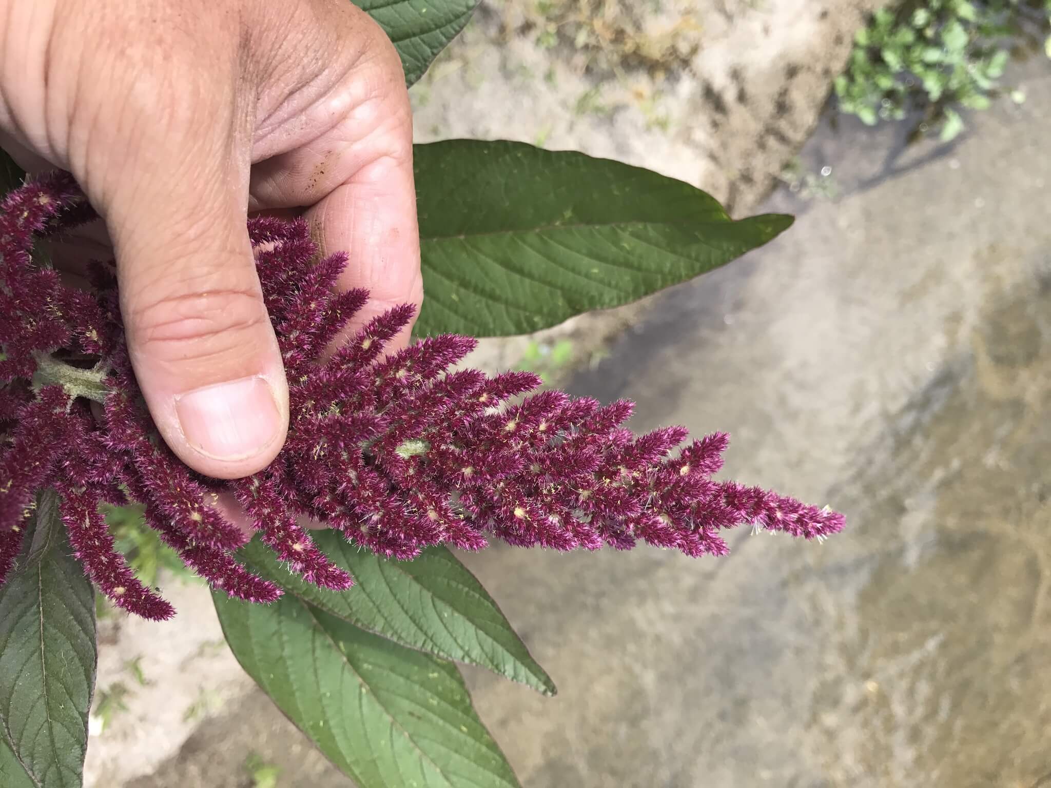 Amaranthus cruentus